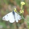 350317 – Photo : Laura Guitart – France (06)